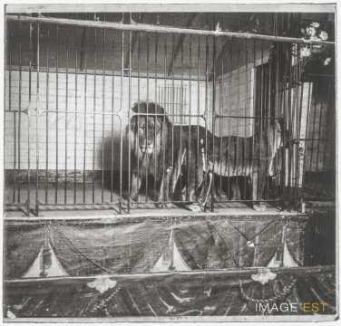 Lion et lionne en cage